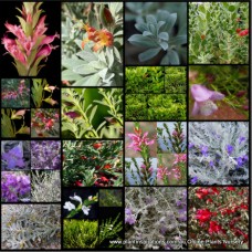 Emu Bush Eremophila Mixed Pack x 10 Plants 4 Types Very Hardy Native Shrubs Tubular Flowering Drought Frost Wind Tolerant Resistant